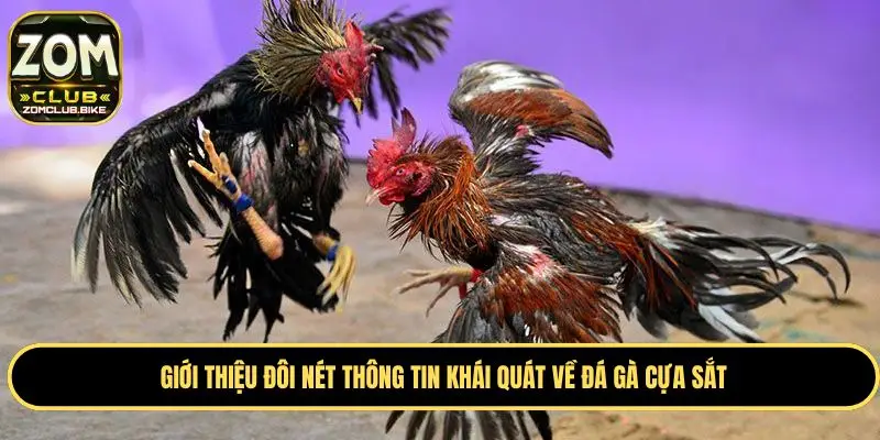 Đá Gà Cựa Sắt - Đấu Trường Đỉnh Cao Hàng Đầu Châu Á 2025 1 Khám phá một vài thông tin cơ bản về đá gà cựa sắt