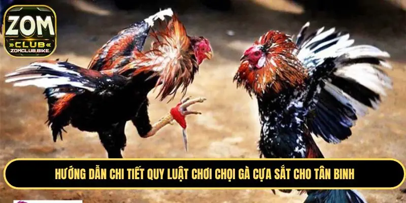 Đá Gà Cựa Sắt - Đấu Trường Đỉnh Cao Hàng Đầu Châu Á 2025 2 Quy định cân nặng của chiến kê trong chọi gà cựa sắt