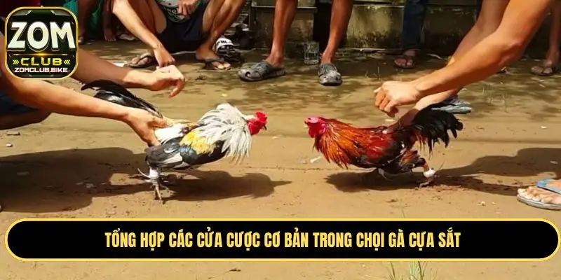 Đá Gà Cựa Sắt - Đấu Trường Đỉnh Cao Hàng Đầu Châu Á 2025 3 Tổng hợp các cửa cược cơ bản trong chọi gà cựa sắt