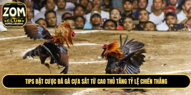 Đá Gà Cựa Sắt - Đấu Trường Đỉnh Cao Hàng Đầu Châu Á 2025 4 Kinh nghiệm đặt cược chọi gà cựa sắt tăng tỷ lệ thắng