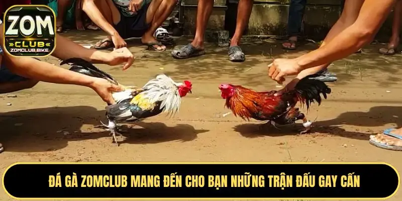 Đá Gà Zomclub Xem Trực Tiếp - Đặt Cược Các Trận Đấu Đỉnh Cao 1 Sơ lược về dòng game đá gà Zomclub chuẩn nhất