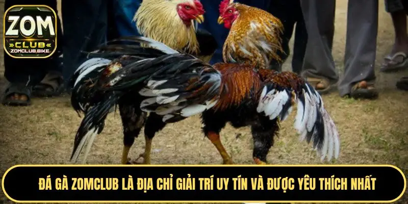 Đá Gà Zomclub Xem Trực Tiếp - Đặt Cược Các Trận Đấu Đỉnh Cao 2 Luôn thu hút người chơi nhờ nhiều điểm độc đáo