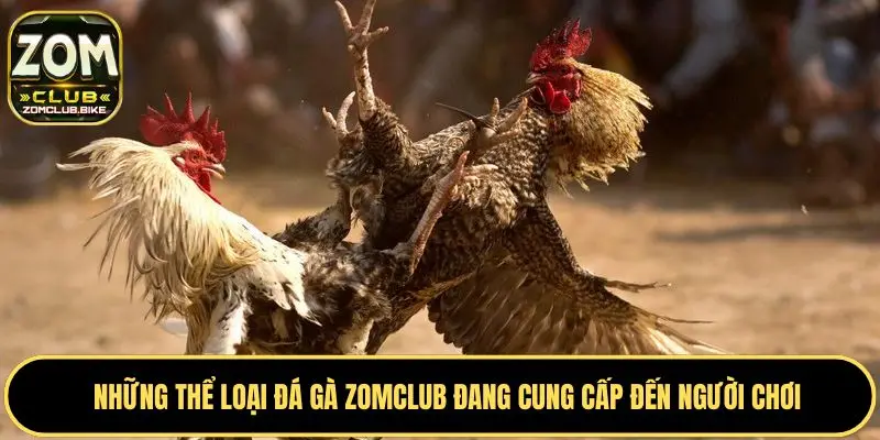 Đá Gà Zomclub Xem Trực Tiếp - Đặt Cược Các Trận Đấu Đỉnh Cao 3 Trận đá gà cựa dao nhanh chóng hấp dẫn