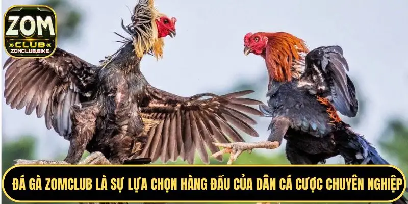 Đá Gà Zomclub Xem Trực Tiếp - Đặt Cược Các Trận Đấu Đỉnh Cao 4 Đa dạng thể loại đá gà phù hợp với bạn