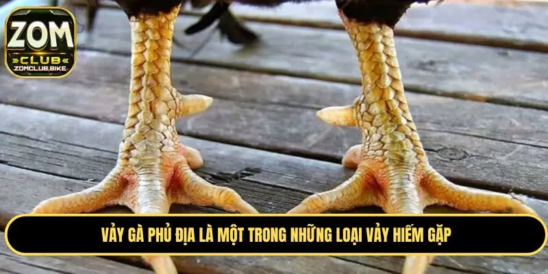 Vảy Gà Phủ Địa - Ý Nghĩa Và Cách Nhận Biết Chuẩn 2025 1 Giới thiệu thông tin sơ lược về vảy gà phủ địa