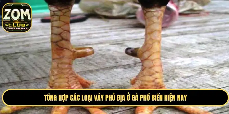 Vảy Gà Phủ Địa - Ý Nghĩa Và Cách Nhận Biết Chuẩn 2025 2 Tổng hợp các loại vảy phủ địa phổ biến ở gà hiện nay