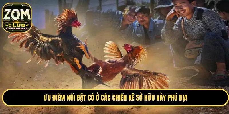 Vảy Gà Phủ Địa - Ý Nghĩa Và Cách Nhận Biết Chuẩn 2025 3 Ưu điểm nổi bật có ở các chiến kê sở hữu vảy phủ địa