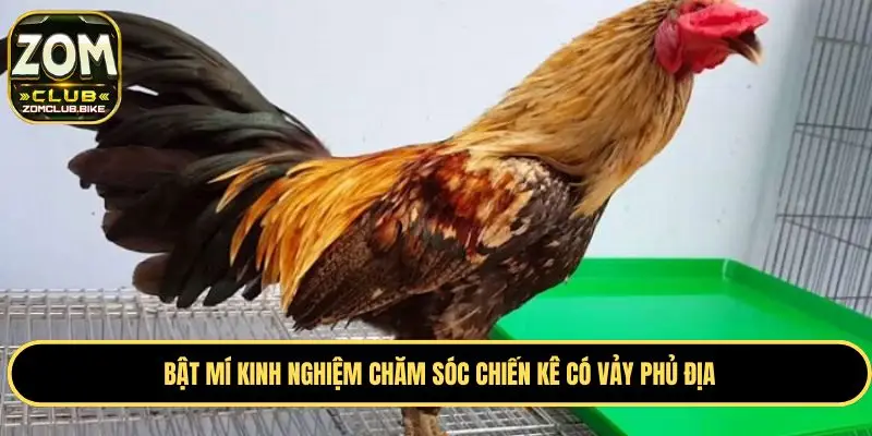 Vảy Gà Phủ Địa - Ý Nghĩa Và Cách Nhận Biết Chuẩn 2025 4 Kinh nghiệm chăm sóc chiến kê có vảy phủ địa hiệu quả