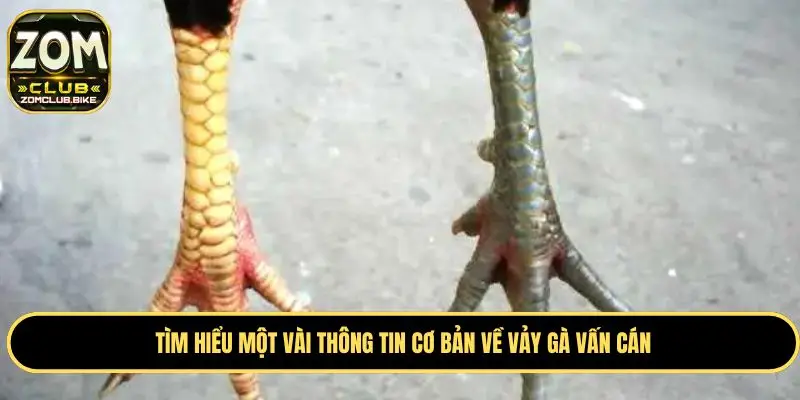 Vảy Gà Vấn Cán - Bật Mí Kinh Nghiệm Chọn Vảy Gà Chuẩn 1 Đôi nét thông tin cơ bản cần biết về vảy gà vấn cán