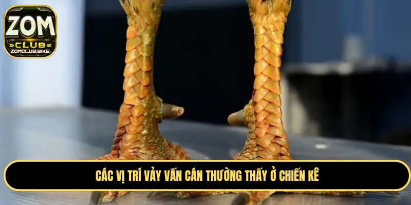 Vảy Gà Vấn Cán - Bật Mí Kinh Nghiệm Chọn Vảy Gà Chuẩn 2 Các vị trí vảy vấn cán thường thấy ở chiến kê