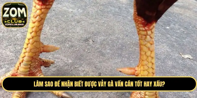 Vảy Gà Vấn Cán - Bật Mí Kinh Nghiệm Chọn Vảy Gà Chuẩn 3 Kinh nghiệm để nhận biết vảy vấn cán tốt xấu ở gà