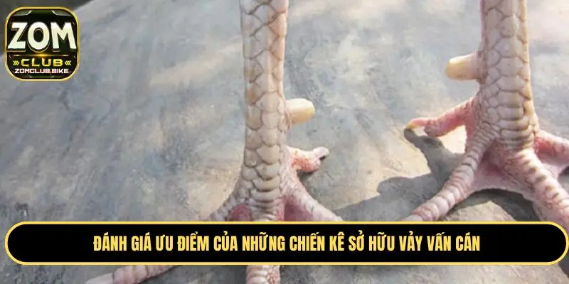 Vảy Gà Vấn Cán - Bật Mí Kinh Nghiệm Chọn Vảy Gà Chuẩn 4 Đánh giá các ưu điểm nổi bật ở gà có vảy vấn cán